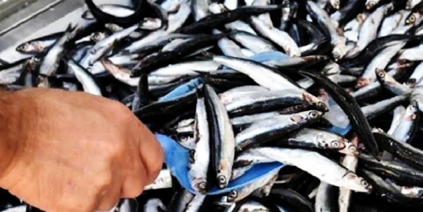 Karadeniz’de hamsi bolluğu