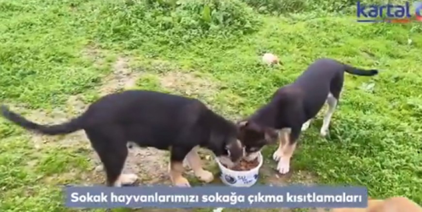 Kartal Belediyesi sokaktaki dostları unutmadı