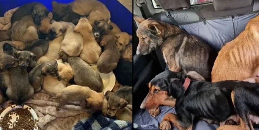 Pendik’te köpek katliamı