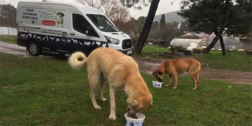 Kartal Belediyesi can dostları unutmuyor