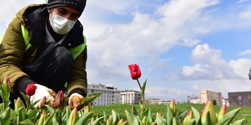 Tuzla lalelerle gelin gibi süsleniyor