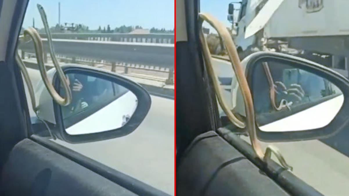 2 metre yılanla korkutan yolculuk