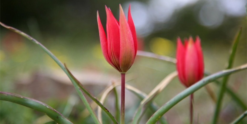 Manisa lalesini koparan yandı