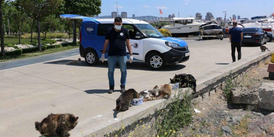 Sokaktaki canlar Kartal Belediyesi’ne emanet!