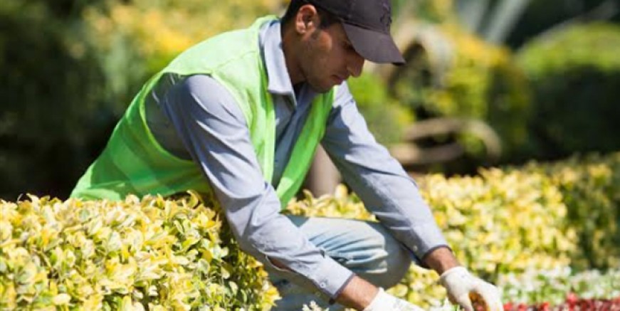 Ağaç ve yeşilin adresi Maltepe