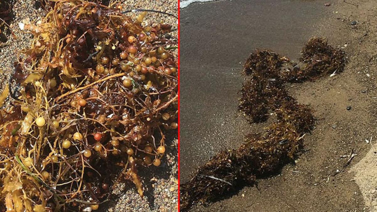 Deniz salyası bitmeden yeni kabus!