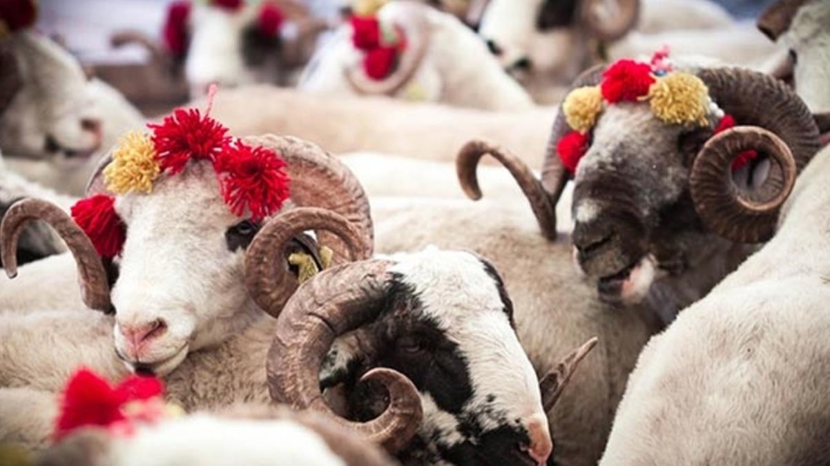 Kurban satış ve kesimine ilişkin kurallar belirlendi!