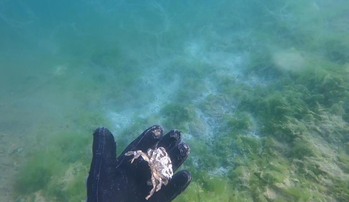 Deniz salyası Marmara’daki canlıları öldürüyor!