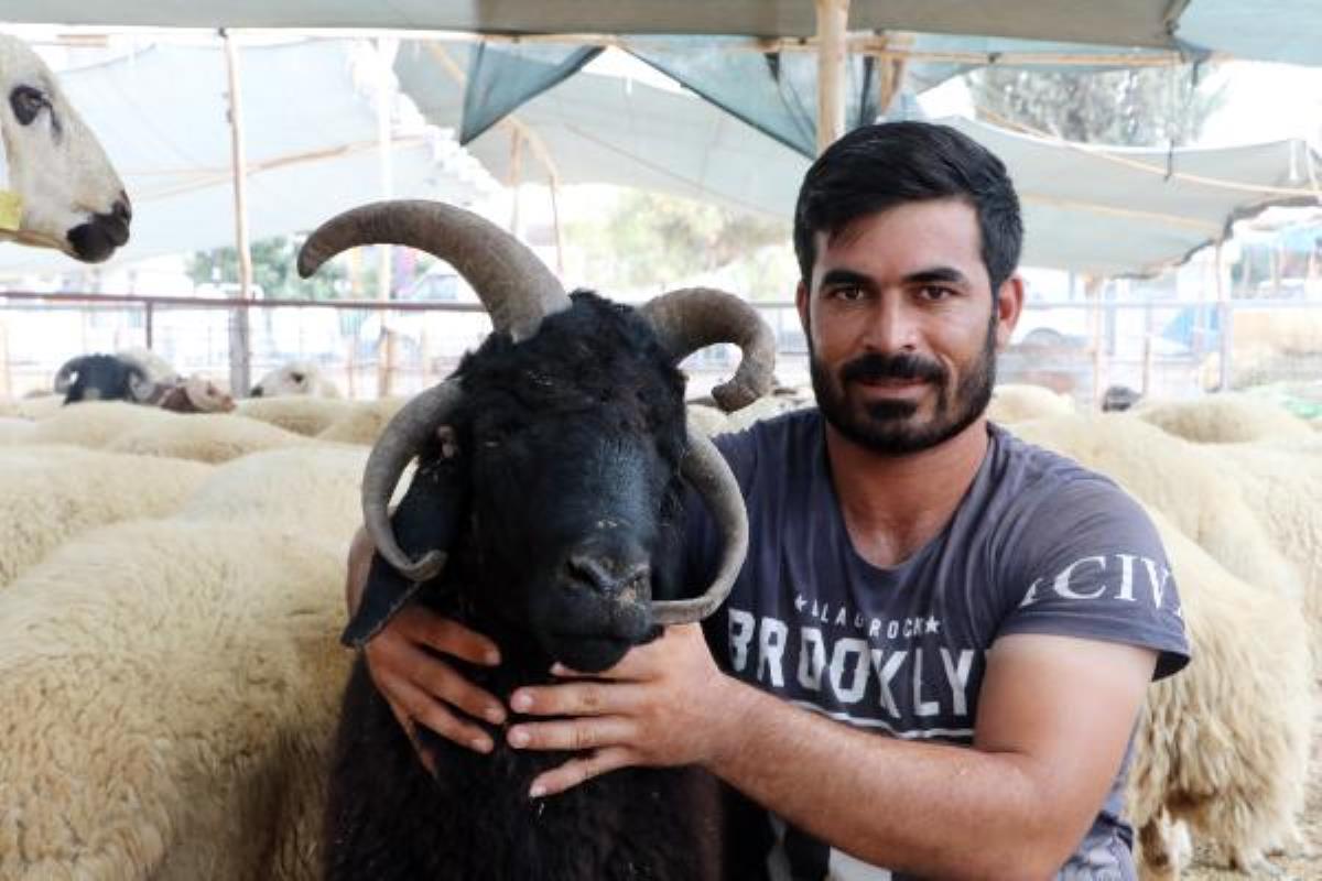 4 boynuzlu koça 10 bin lira istiyor