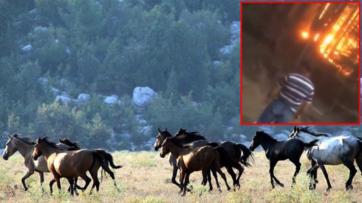 Antalya’da devam eden yangın 1500 yılkı atının yaşam alanı olan Eynif Ovası’nı da sardı