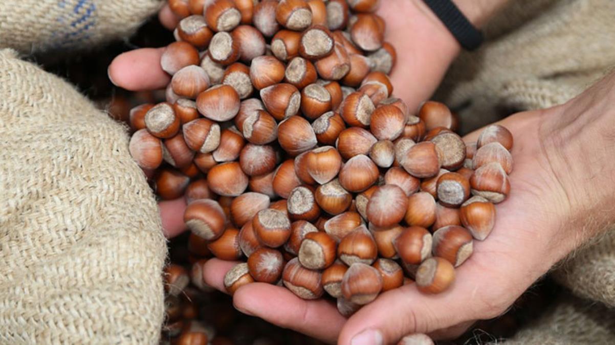 Giresun fındığı 27 liradan alınacak