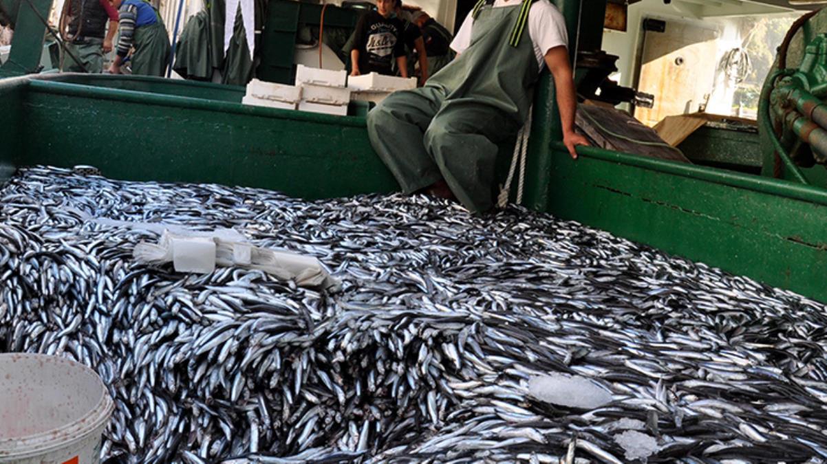 Hamsi, istavrit ve sardalya avında yeni dönem