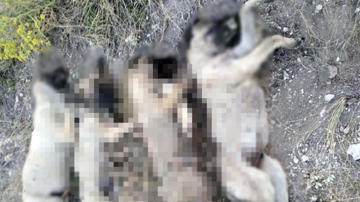 Ankara Ayaş’ta insanlık dışı görüntüler!