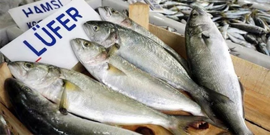 Marmara’da lüfer bereketi