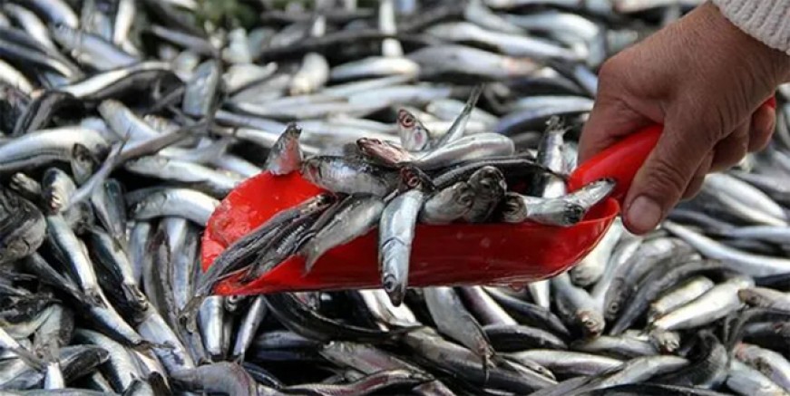 Karadeniz’de hamsiler kuzeye kaçtı