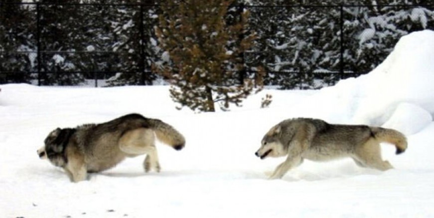 Giresun’da aç kurtlar mahalleye indi