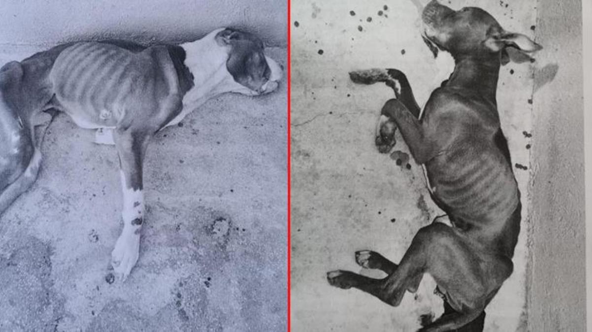 Konya’nın ardından bir skandal da Eskişehir’den!