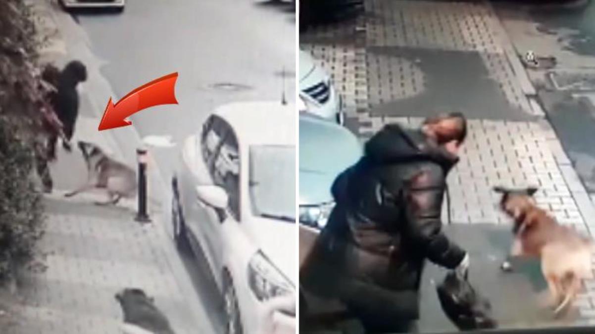 Maltepe’de başıboş köpekler mahallelinin kabusu oldu!