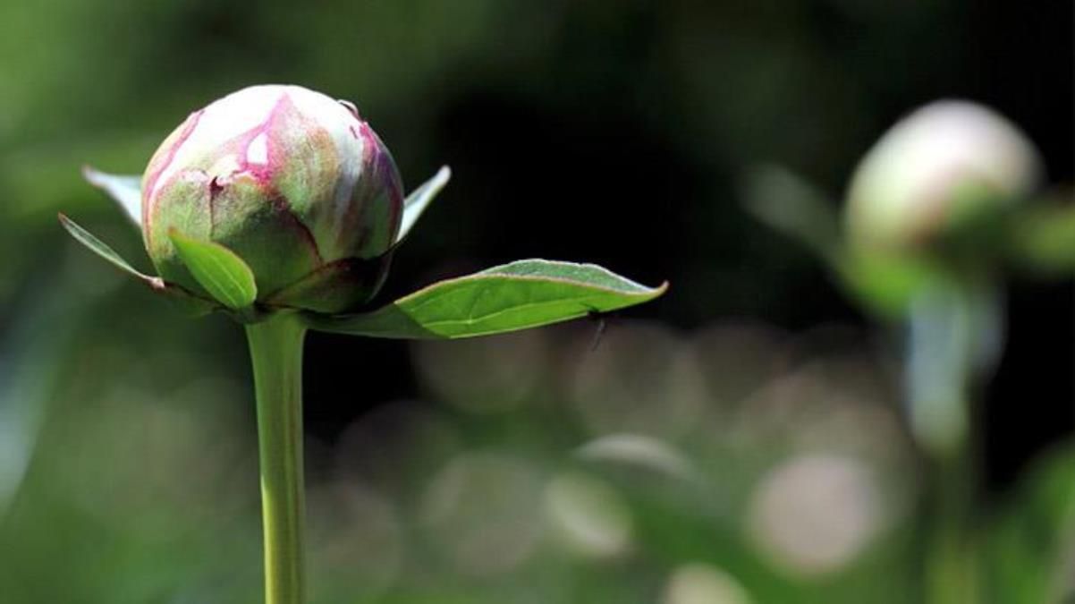 Yılda sadece 10 gün açan şakayık çiçeğini koparana 244 bin lira ceza