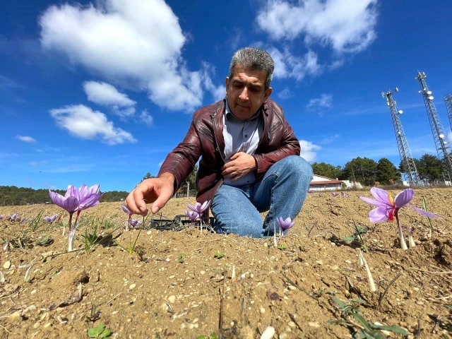 Kilosu 250 bin liradan satılan safran, çiçek açmaya başladı