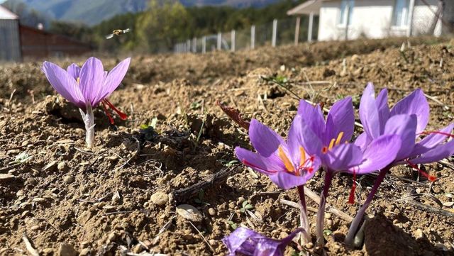 Kilosu 250 bin liradan satılan safran, çiçek açmaya başladı