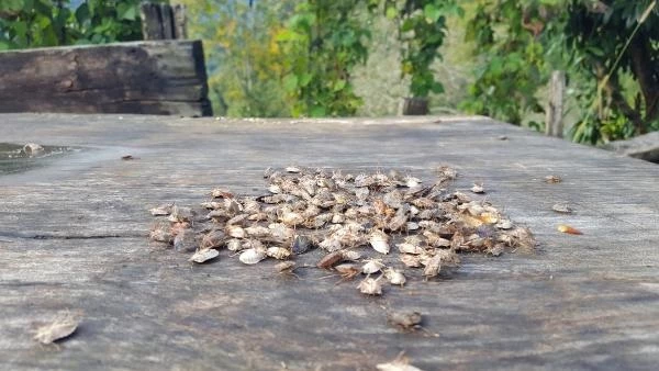 Karadeniz'de fındık bahçelerine dadanan kahverengi kokarca böceği, üreticileri alarma geçirdi