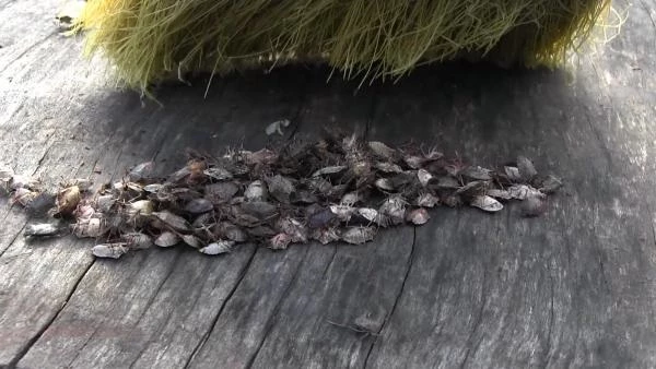 Karadeniz'de fındık bahçelerine dadanan kahverengi kokarca böceği, üreticileri alarma geçirdi