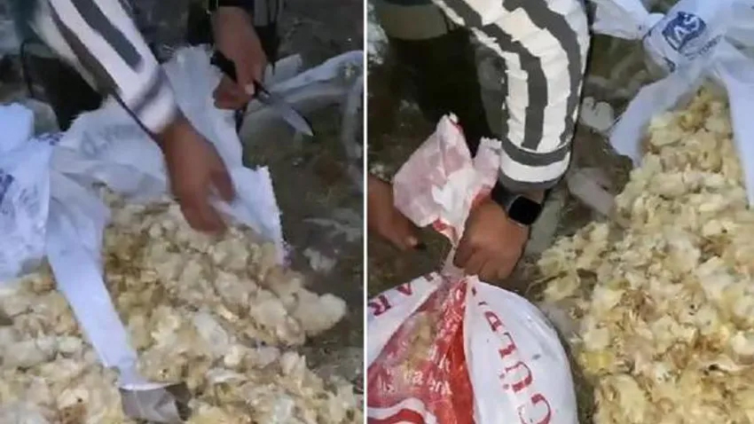 Amasya’da 600 civciv çuvalda ölü bulundu