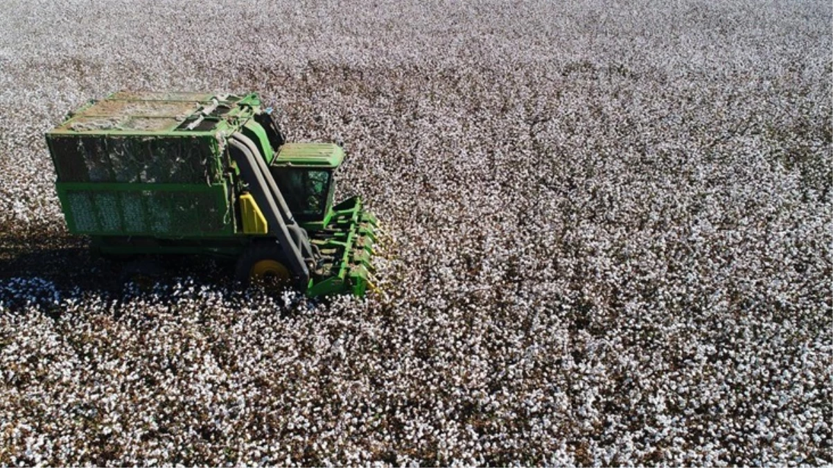 Beyaz altında hasat başladı