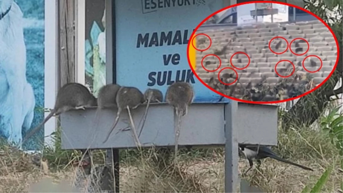 Esenyurt Belediyesi infial yaratan fare görüntüleri için açıklama yaptı