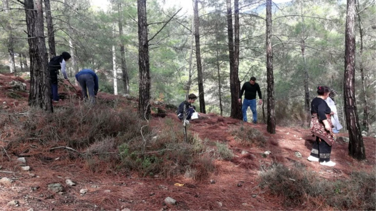 Ormandan toplayıp kilosunu 150 liradan satıyorlar