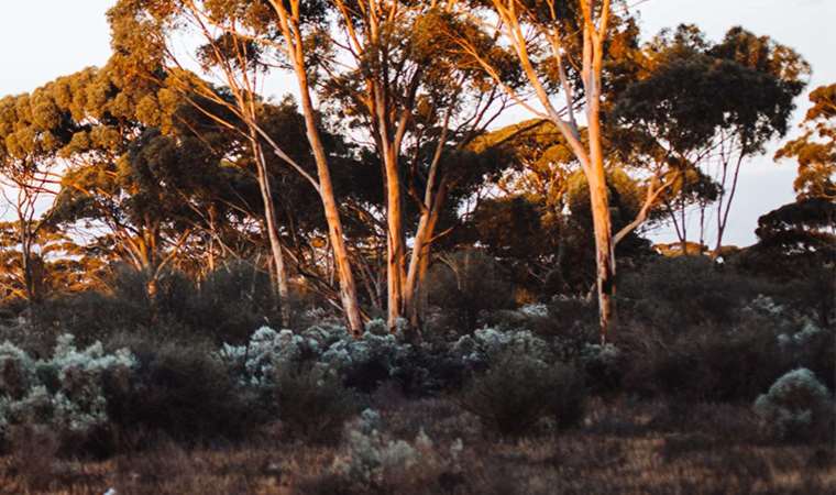 Bu bitkiyle orman yangınları son buluyor