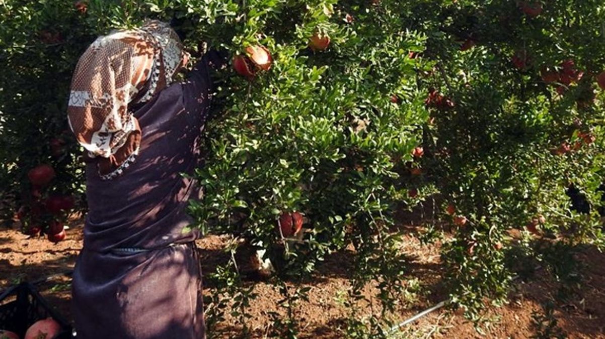 Nar hasadı başladı! Tarlada 10 TL markette 30 TL