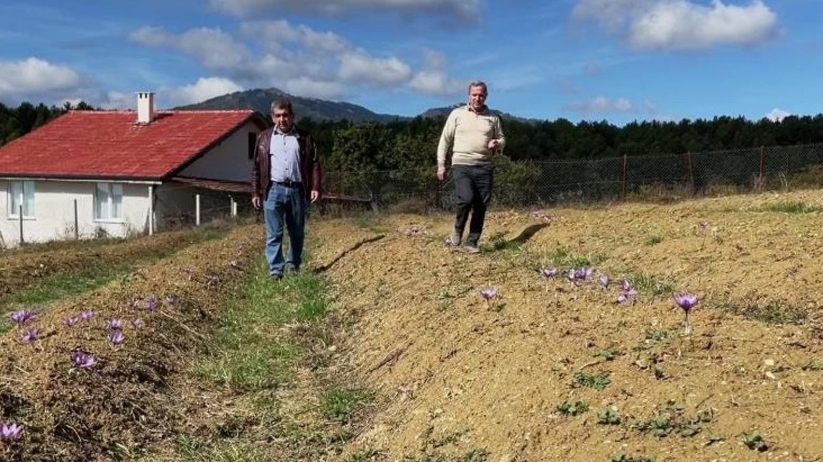 Dünyanın en pahalı baharatı çiçek açmaya başladı