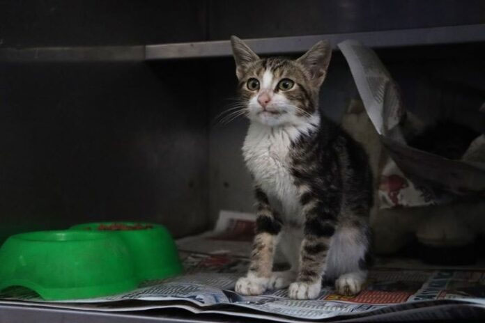 Kartal Belediyesi Sokak Hayvanları Tedavi Merkezi Açılıyor