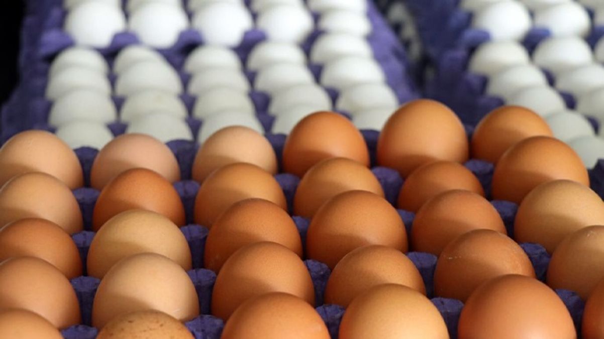Yumurta üreticilerine ceza yağdı