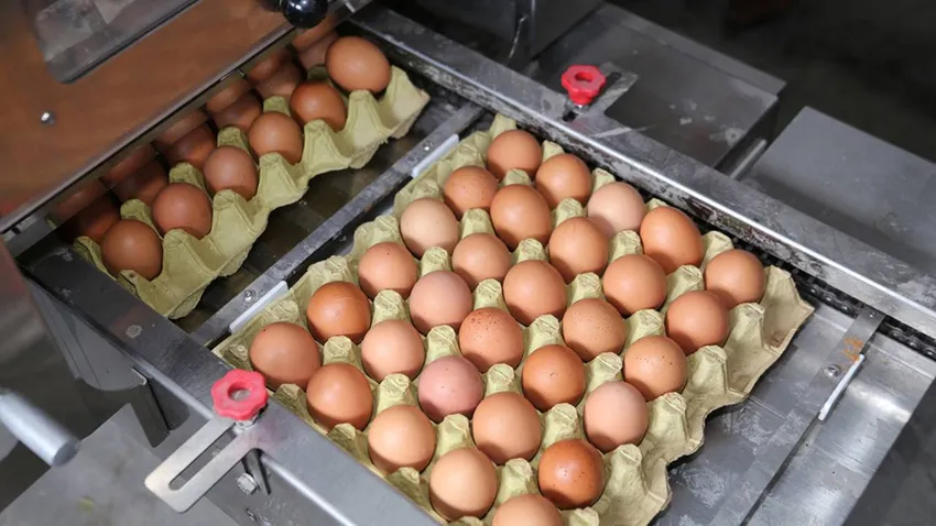 Yumurta üreticisi 12 firmaya kartel cezası istemi