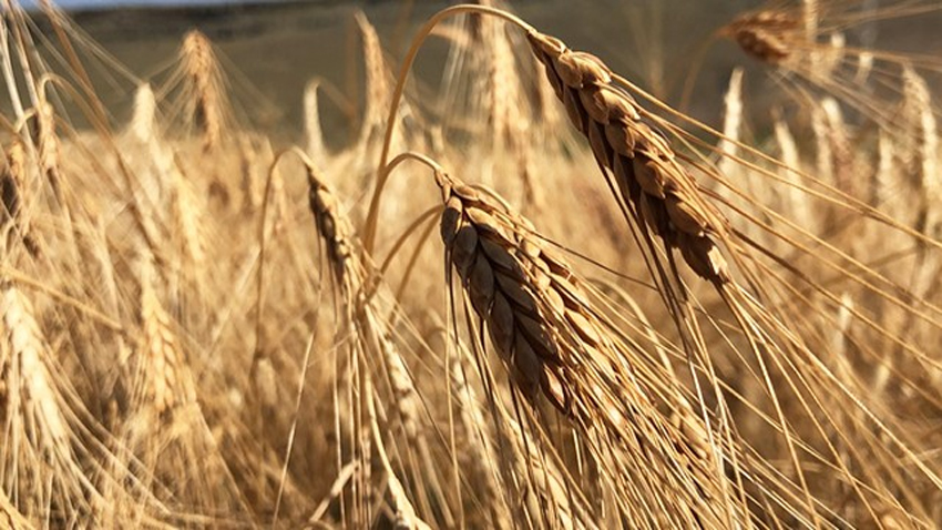 Atalık Kavılca Buğdayı’na destek