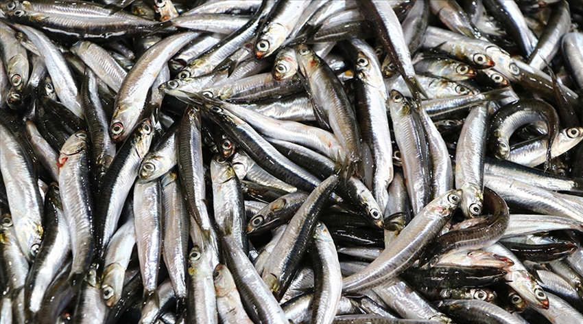 Tezgâhlar hamsi bolluğu yaşanıyor fiyatlar geriledi