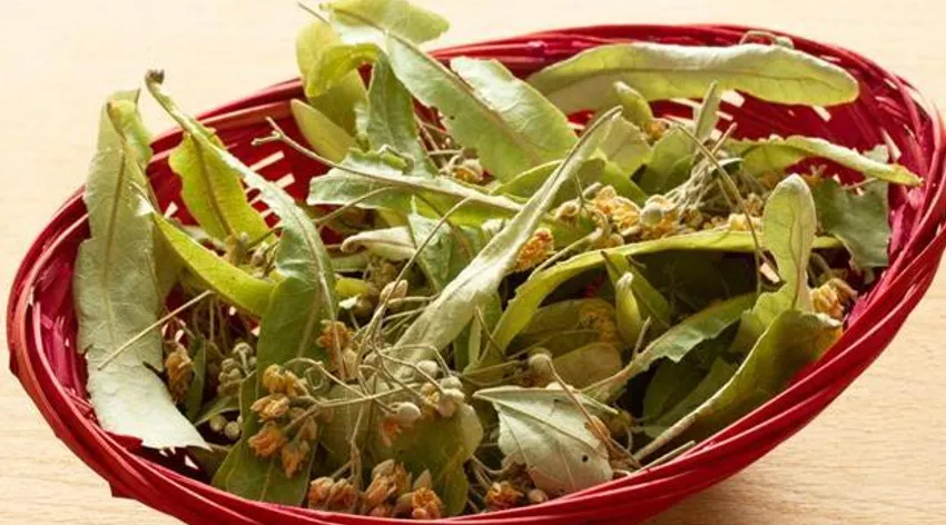 Ihlamur fiyatları yüksek seyrediyor