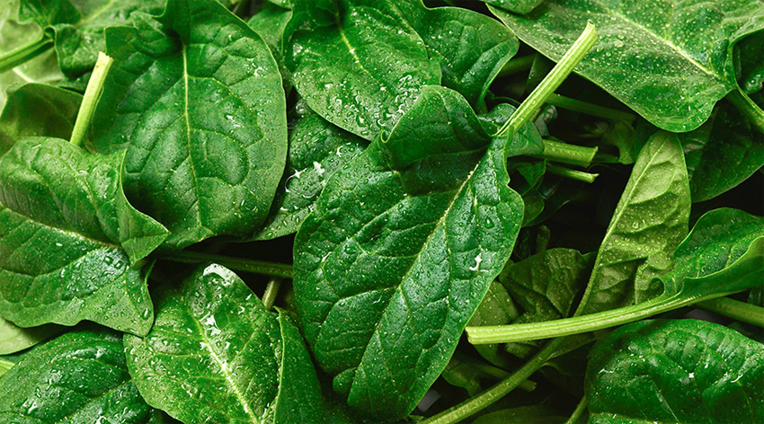 Lahana ve ıspanaktaki gizli tehlike!