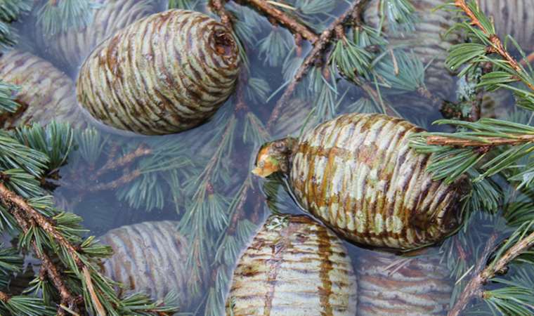 Ormanlardan gelen şifa! Pek çok hastalığa iyi geliyor