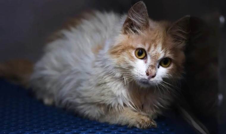 Ölümcül kedi virüsü hızla yayılıyor