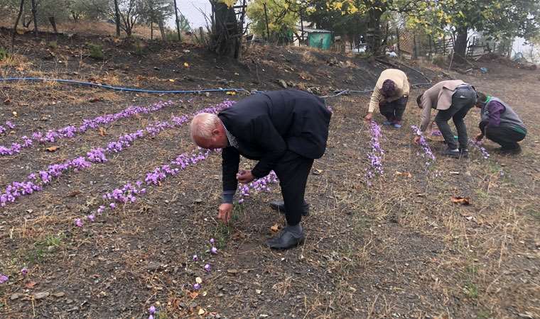 Dünyanın en pahalı baharatı bu yıl yüzleri güldürmedi