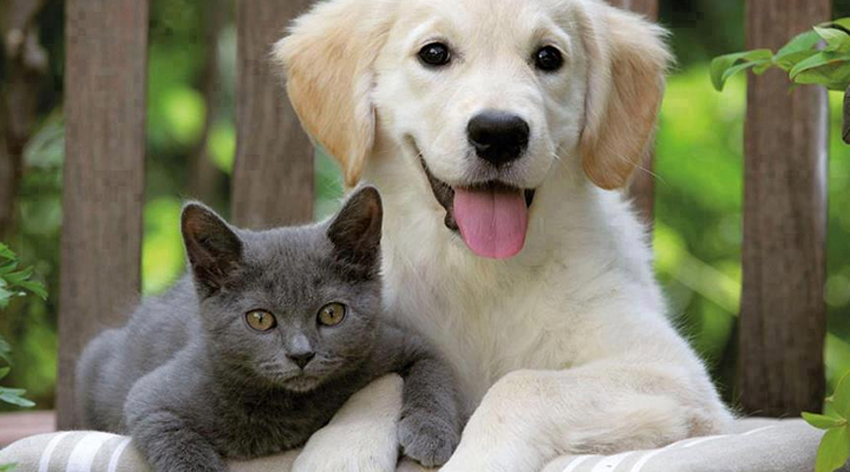 Evinde hayvan besleyenler dikkat!