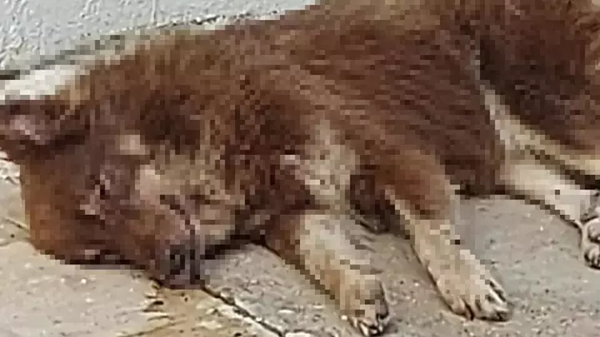 Bodrum’da 3 köpek zehirlenerek öldürüldü