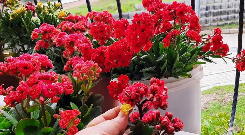 Salon çiçeklerinin bakımı nasıl olmalı?