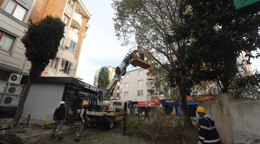 Kartal’da ağaç budama çalışmaları devam ediyor