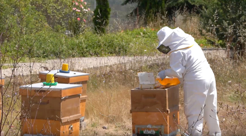 Tuzla’da Arıcılık Kursu’nu tamamlayan 40 kursiyer sertifika aldı