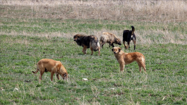 Başıboş köpekler için 3 bakanlık harekete geçti, yeni düzenleme yolda